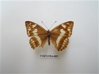 藏品(普氏白蛺蝶)的圖片